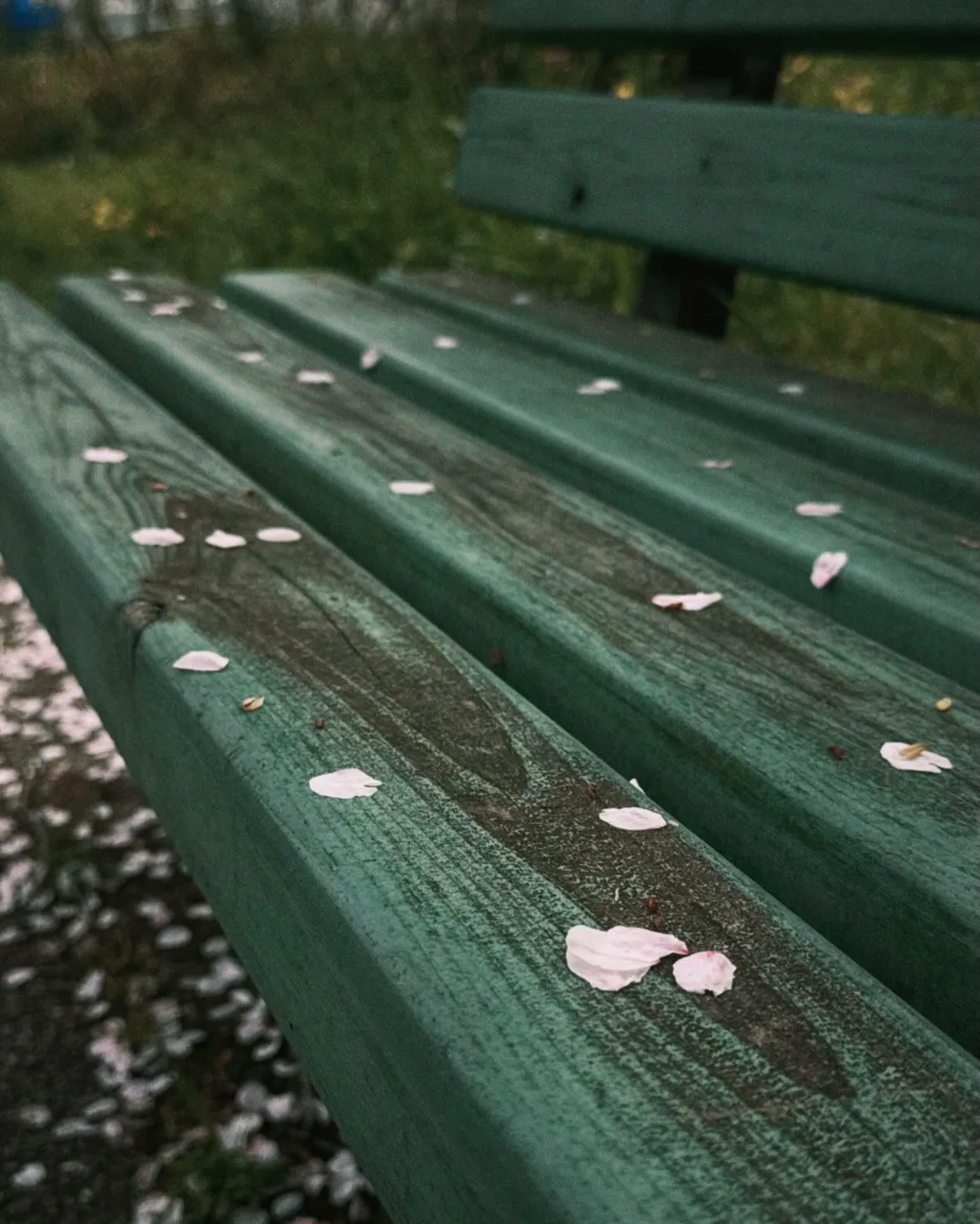 桜が満開になって花見日和ですね🌸